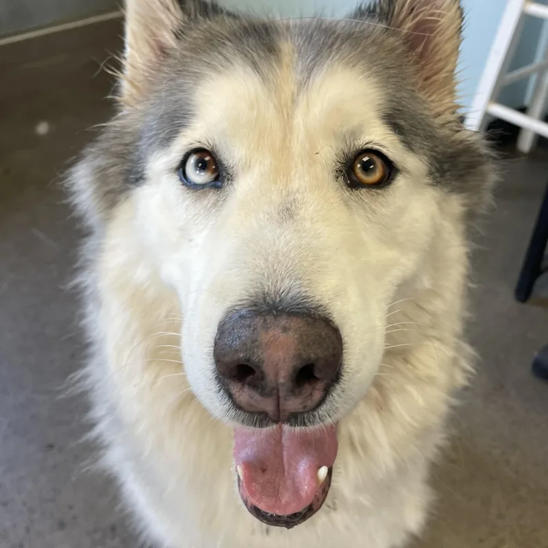 An adult large-sized female Gray / Blue / Silver Husky dog named Ama Dablam for adoption in Mishawaka, IN