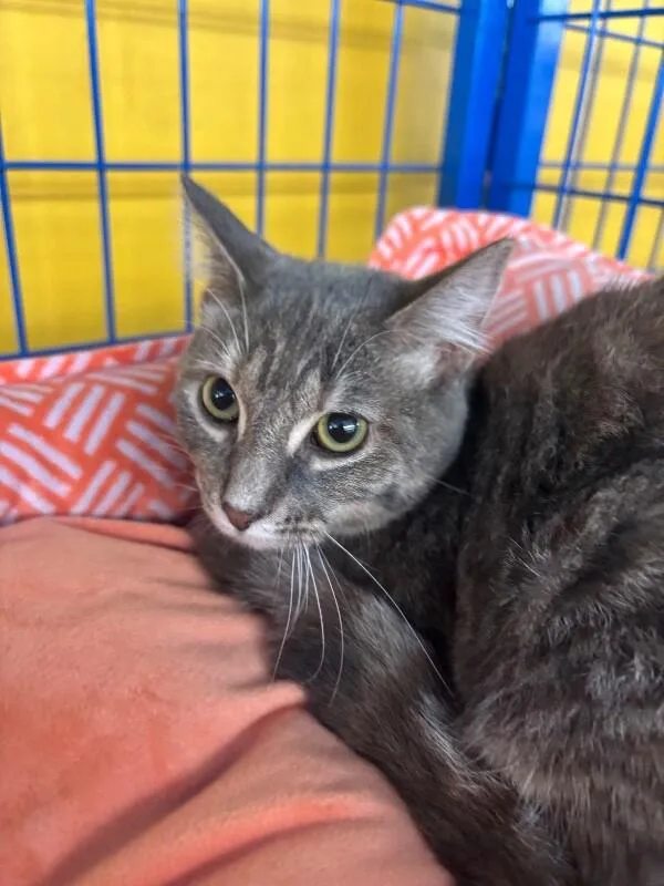 An adult medium-sized female Brown / Chocolate Domestic Short Hair cat named Teagan for adoption in Grand Rapids, MI