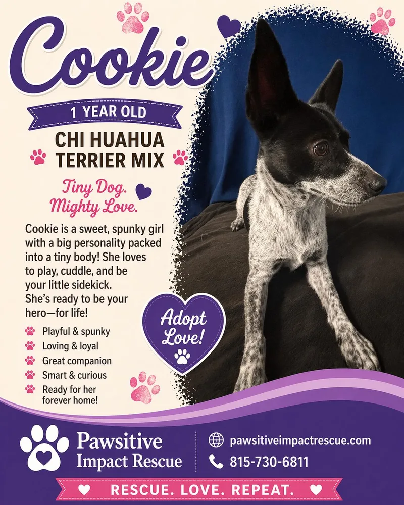 A young small-sized female Rat Terrier dog named Cookie for adoption in Joliet, IL