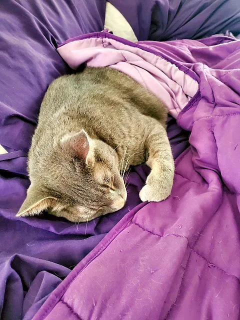 An adult medium-sized male Gray & White Domestic Short Hair cat named Joey for adoption in Pittsburgh, PA