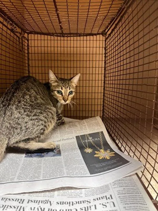 A young medium-sized female Domestic Short Hair cat named Meadow for adoption in Austin, TX