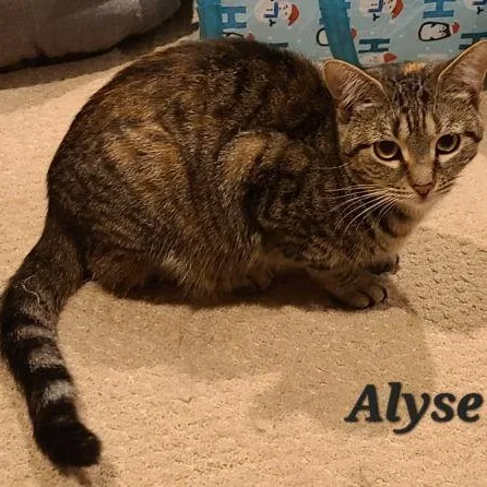 An adult medium-sized female Tabby (Brown / Chocolate) Domestic Short Hair cat named Alyse for adoption in Lenhartsville, PA