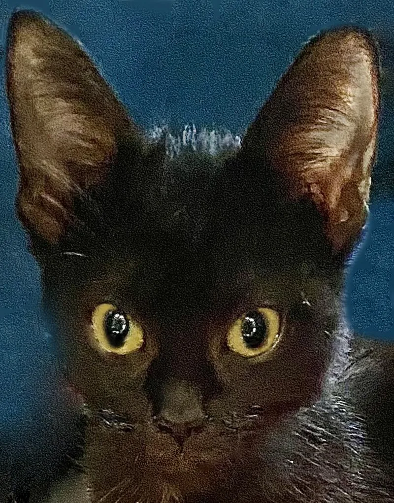 A baby small-sized male Black Domestic Short Hair cat named Chex for adoption in Mansfield, OH
