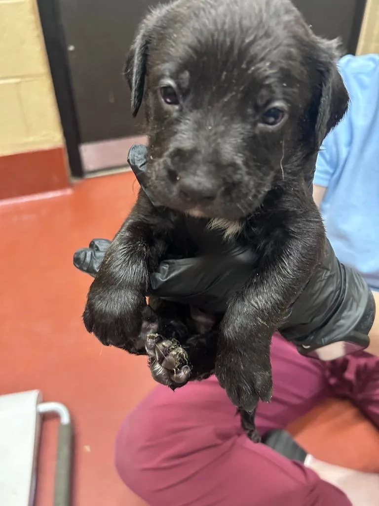 A baby medium-sized female Mixed Breed dog named Happy for adoption in Douglasville, GA