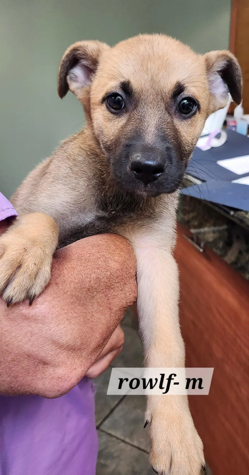 A baby medium-sized male Labrador Retriever dog named Rowlf for adoption in Hillside, IL