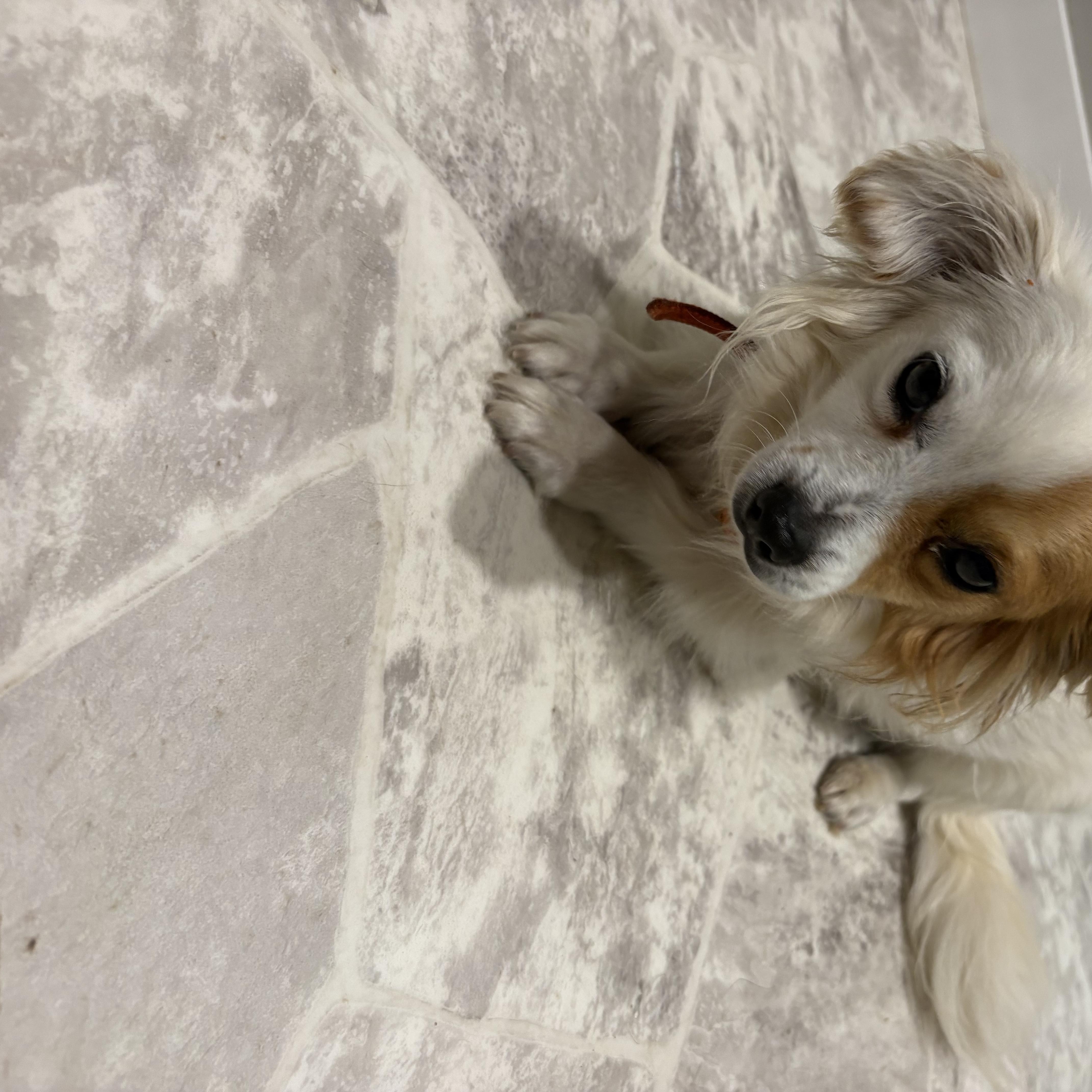 Rockie