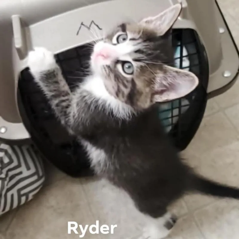 Ryder thumbnail 3