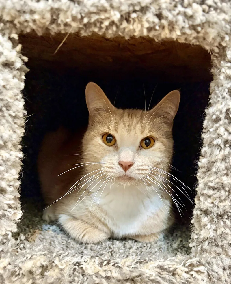 A young small-sized female Orange & White Domestic Short Hair cat named Queenie for adoption in Rootstown, OH