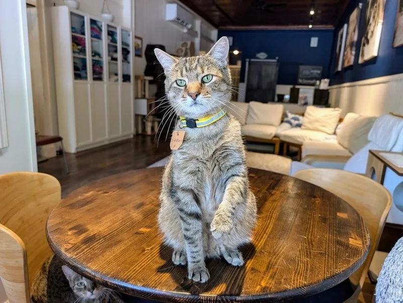 An adult large-sized female Tabby (Brown / Chocolate) Domestic Short Hair cat named Britt Marie for adoption in Lewisburg, PA
