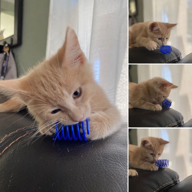 A baby small-sized male Orange / Red Domestic Short Hair cat named Echo for adoption in Long Beach, CA