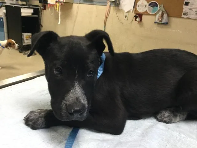 A baby small-sized female Pit Bull Terrier dog named Bonnie Boo for adoption in Riverside, CA
