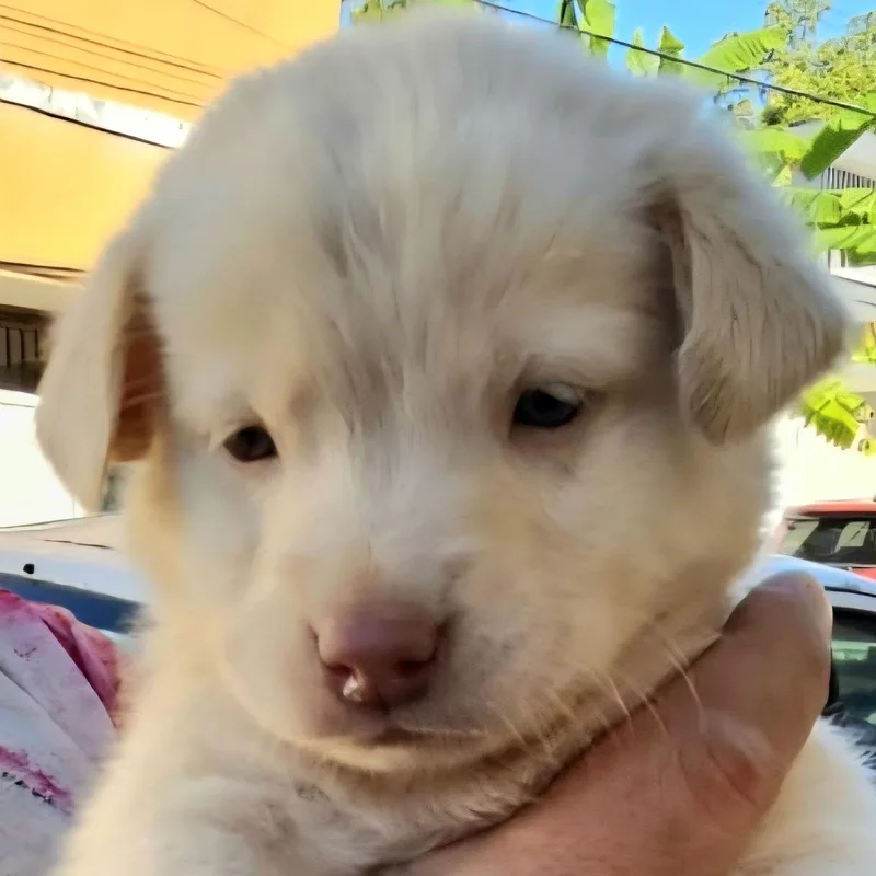 Vito "the Forever Love