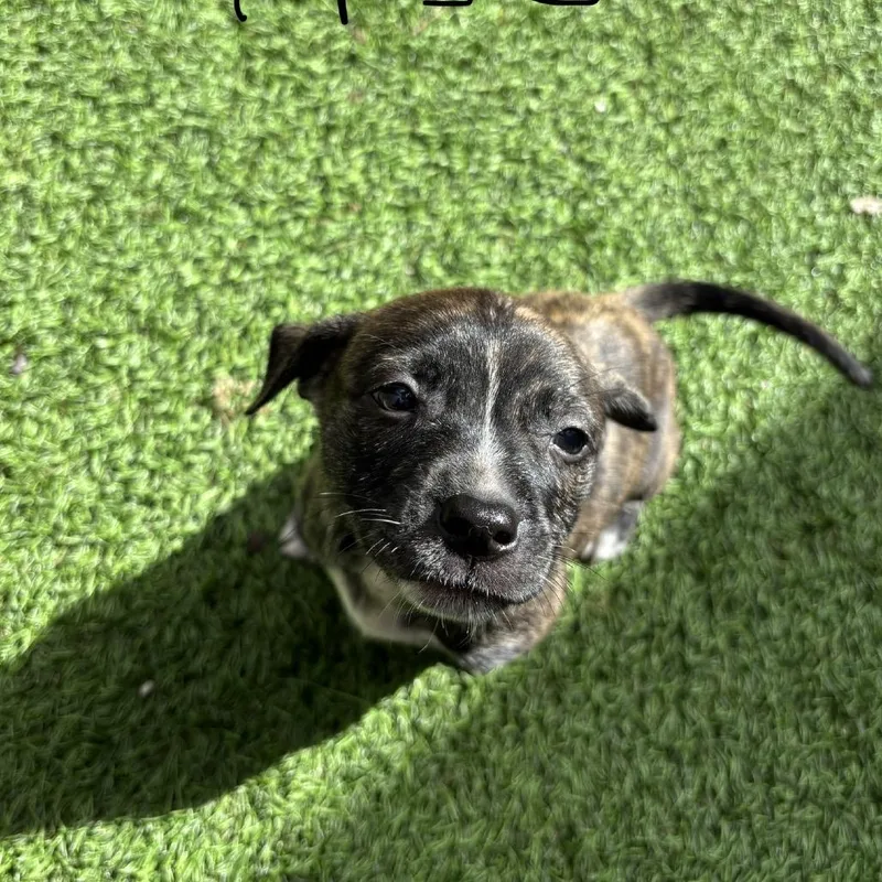 A baby medium-sized male Black Shepherd dog named Honda for adoption in LOXAHATCHEE, FL