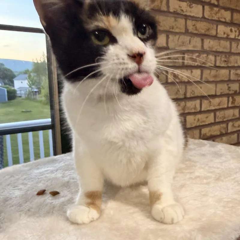 A young medium-sized female Calico cat named Bruschetta for adoption in Scranton, PA