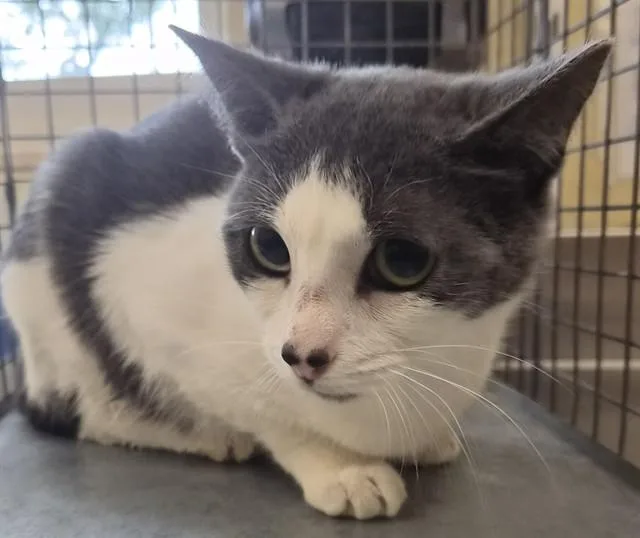 A young small-sized female Domestic Short Hair cat named Gucci for adoption in Fort Myers, FL