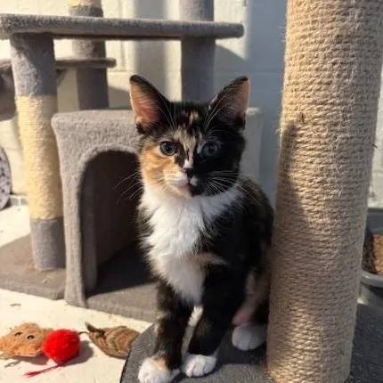 A baby medium-sized female Calico Domestic Short Hair cat named Astrid for adoption in Chambersburg, PA