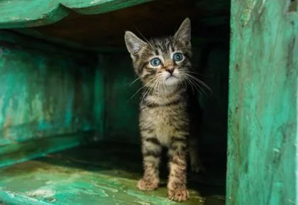 A baby small-sized male Domestic Short Hair cat named Terk for adoption in San Antonio, TX