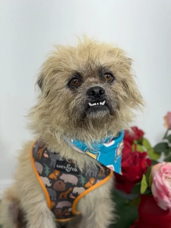 A young medium-sized male Yellow / Tan / Blond / Fawn Brussels Griffon dog named Chewbarka for adoption in Carlsbad, CA