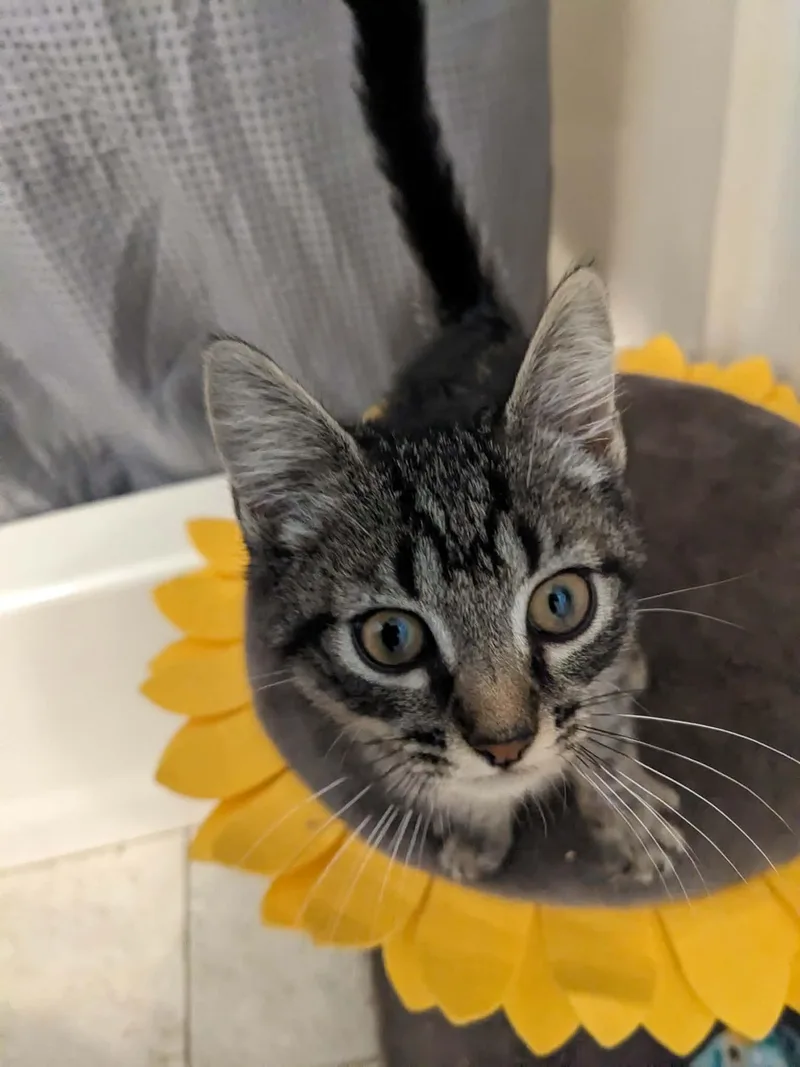 A baby large-sized female Tabby cat named Crystal for adoption in Newark, NJ