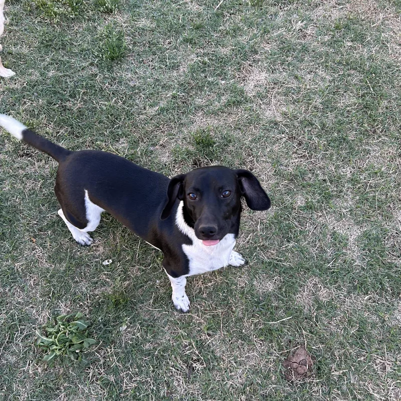 An adult small-sized male Black Dachshund dog named Peanut for adoption in Chickasha, OK