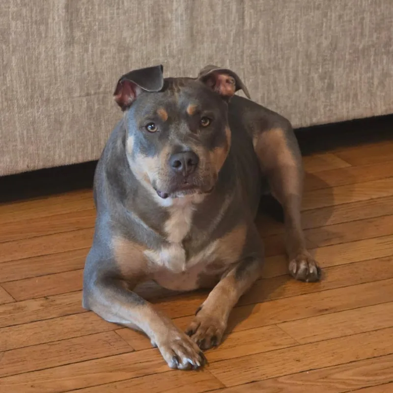 An adult large-sized female Gray / Blue / Silver American Bully dog named Freyja Courtesy Listing for adoption in Attica, MI