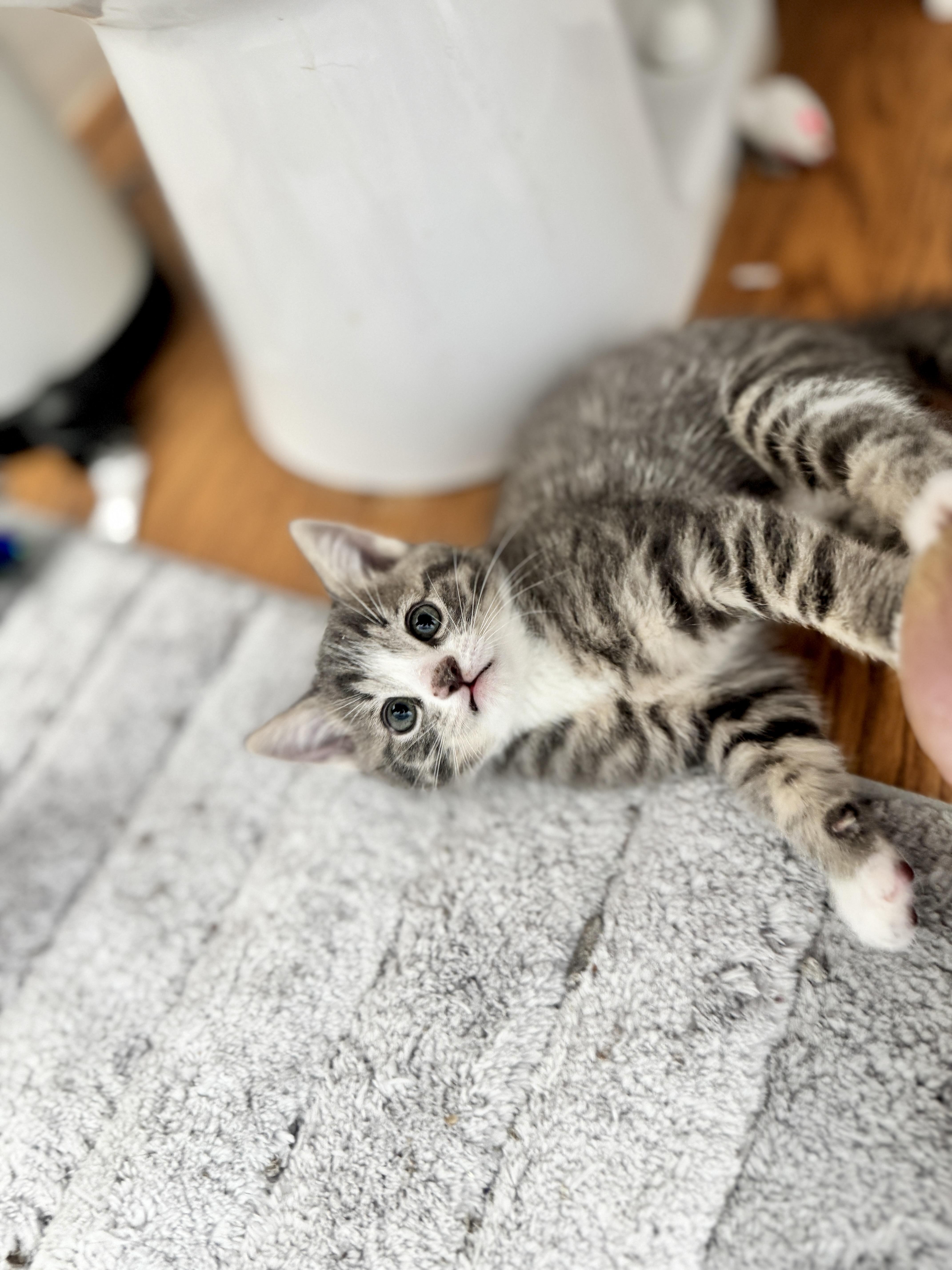 A young medium-sized male Gray & White Domestic Short Hair cat named Frosty for adoption in Helendale, CA