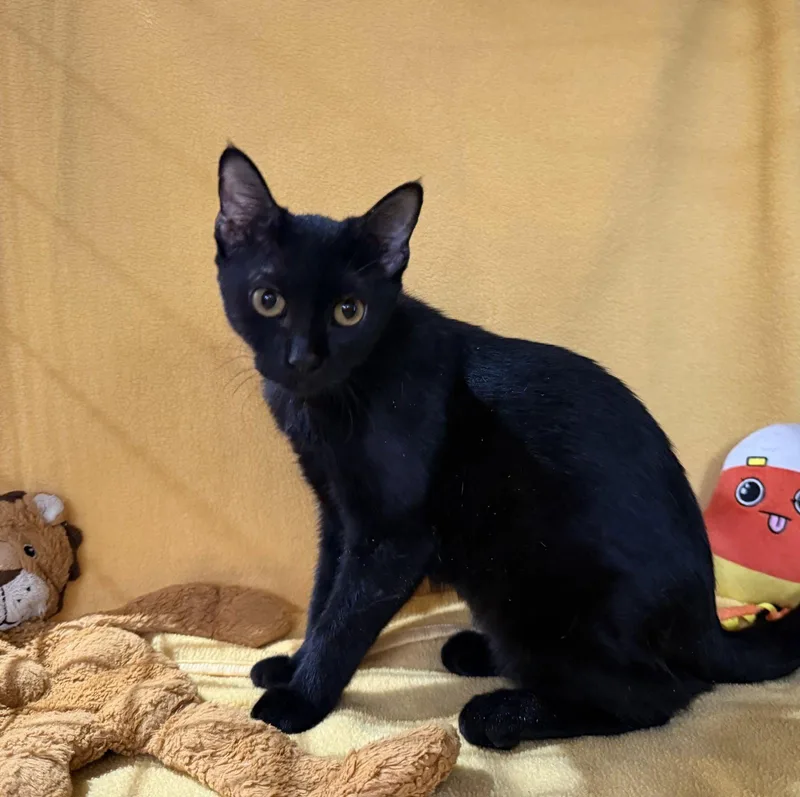 A baby small-sized female Black Domestic Short Hair cat named Delores for adoption in Phoenix, AZ