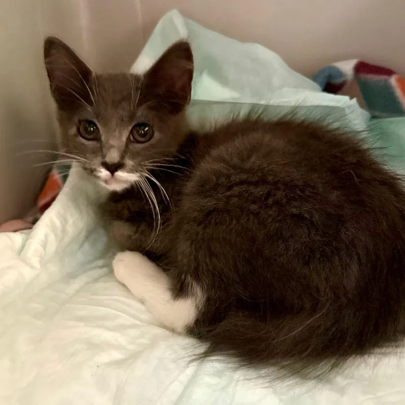 A baby small-sized male Gray / Blue / Silver Domestic Medium Hair cat named Slate for adoption in Booneville, AR