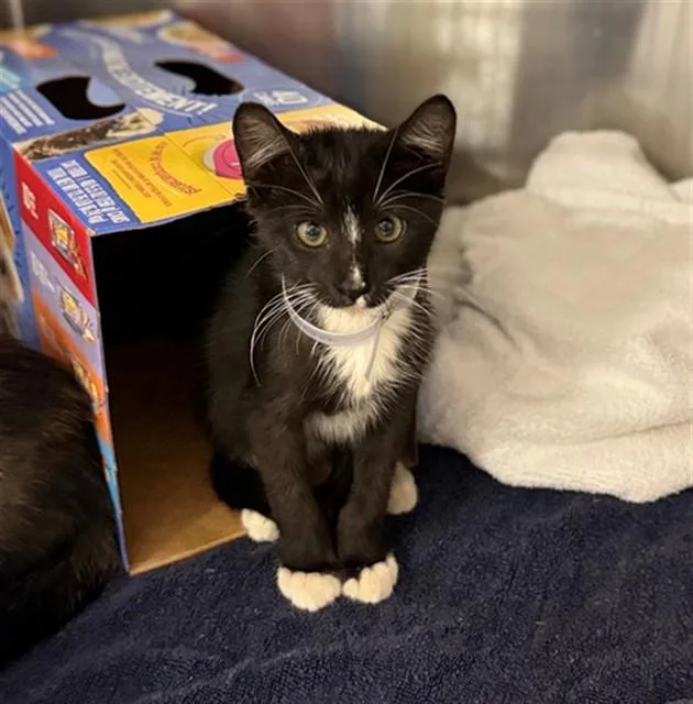 A baby small-sized male Domestic Short Hair cat named Aspen for adoption in Conroe, TX