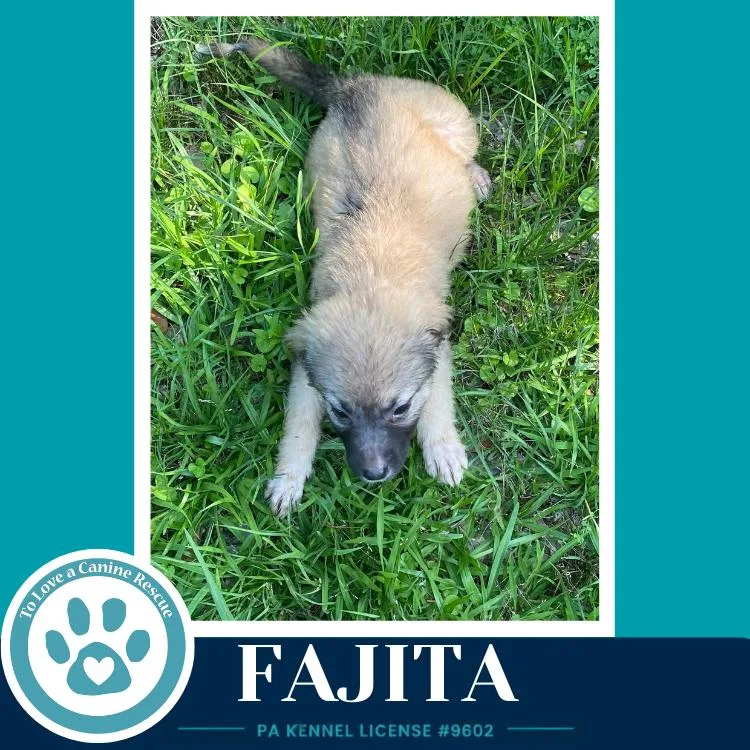 A baby medium-sized female Brown / Chocolate Shepherd dog named Fajita for adoption in Kimberton, PA