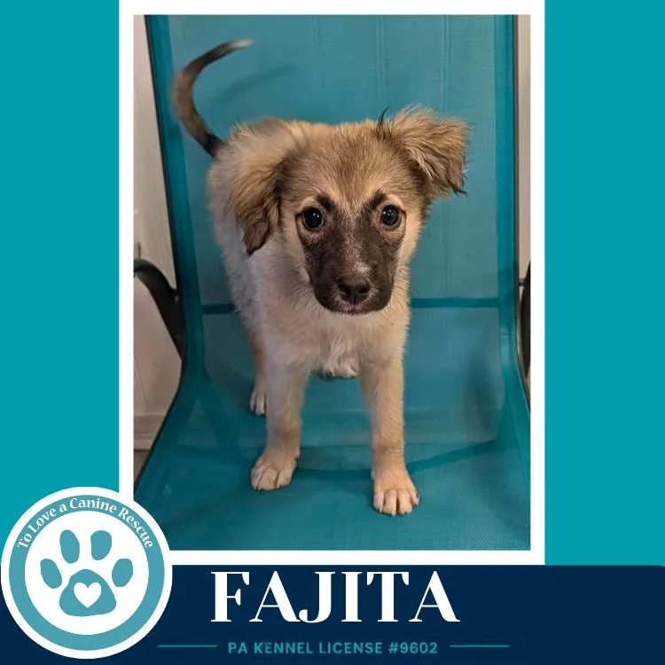 Fajita thumbnail 2