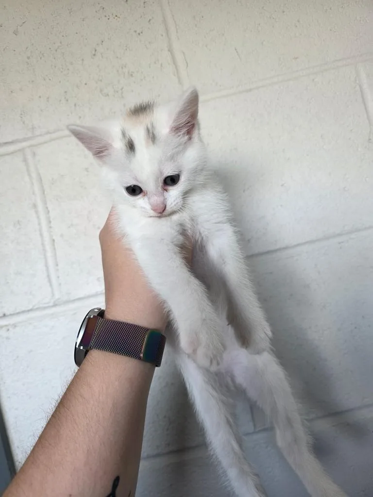 A baby small-sized female Domestic Short Hair cat named Maple for adoption in Camden, TN
