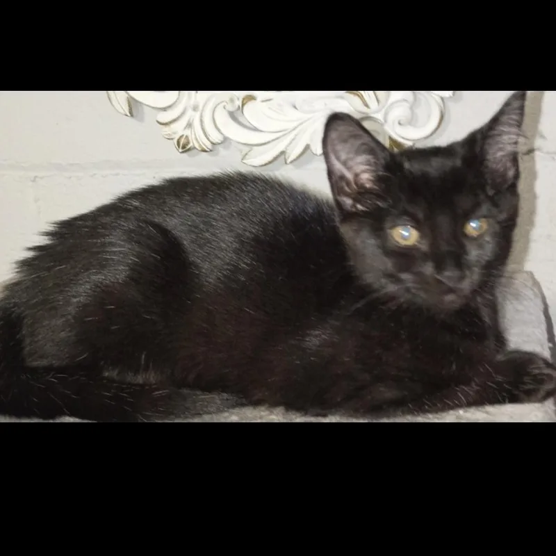 Carly  Rossy & thumbnail 3