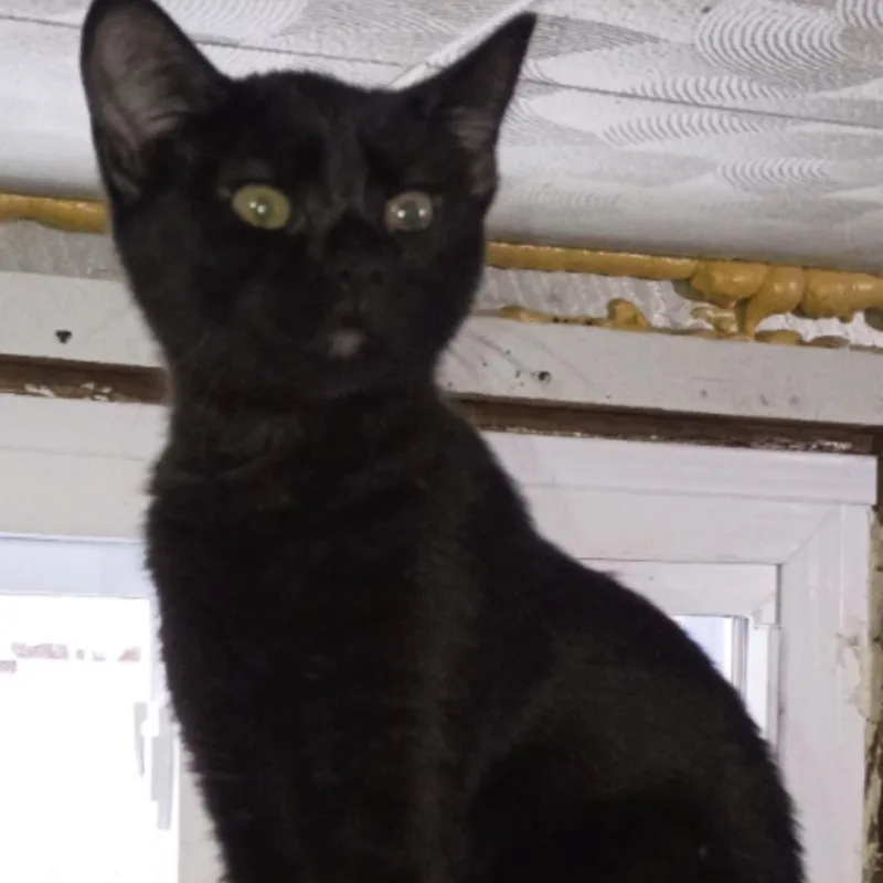 Carly  Rossy & thumbnail 4