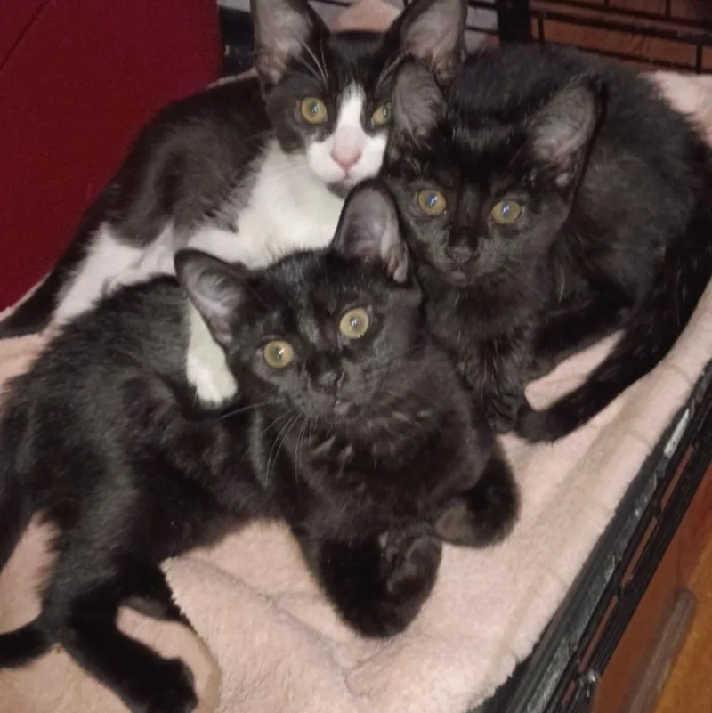 A baby small-sized male Black & White / Tuxedo American Shorthair cat named Carly  Rossy & for adoption in Union City, NJ