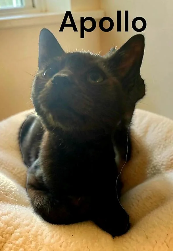 A baby medium-sized male Domestic Short Hair cat named Apollo for adoption in Weems, VA