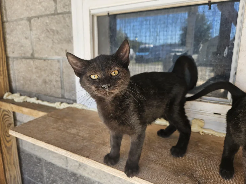 A young medium-sized female Black Domestic Short Hair cat named Sable for adoption in Orangeburg, SC