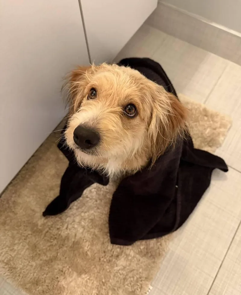 Bob Bruiser thumbnail 3