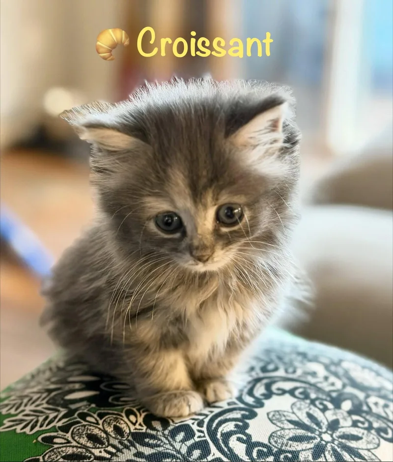 A baby medium-sized female Domestic Long Hair cat named Croissant for adoption in Reston, VA
