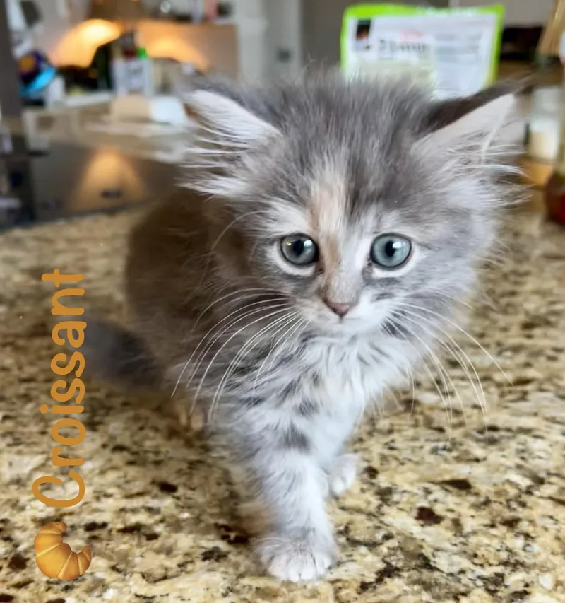 Croissant thumbnail 3