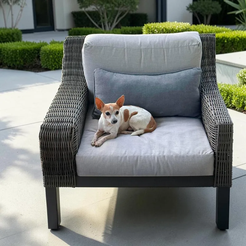 A senior small-sized male White / Cream Chihuahua dog named Chile for adoption in Fort Worth, TX
