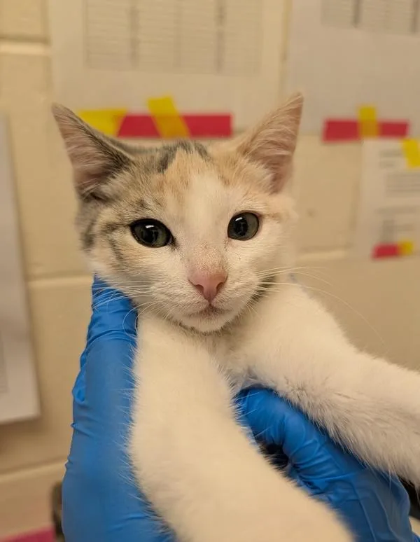 A baby small-sized female Domestic Short Hair cat named Elizabeth for adoption in Santa Rosa, CA