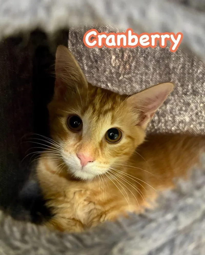 A baby small-sized male Tabby (Orange / Red) Domestic Short Hair cat named Cranberry for adoption in Harpers Ferry, WV