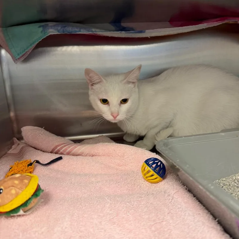 An adult large-sized male White Domestic Short Hair cat named Leo for adoption in Hamburg, NY