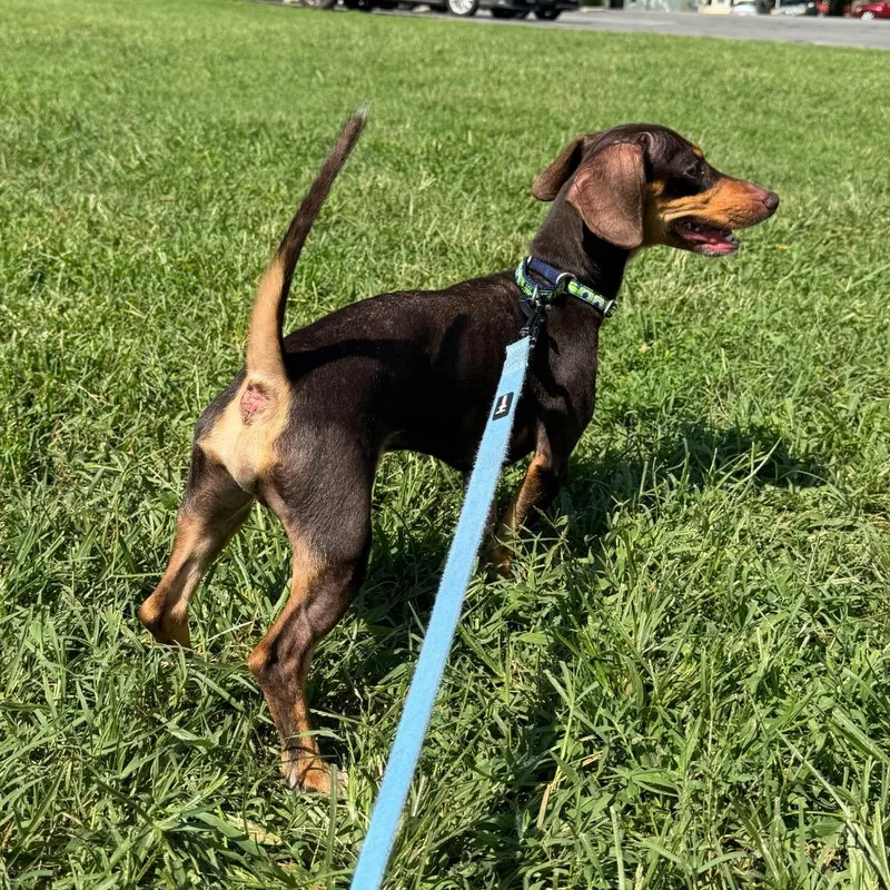A young small-sized male Black Miniature Dachshund dog named Claude for adoption in Fredericksburg, VA