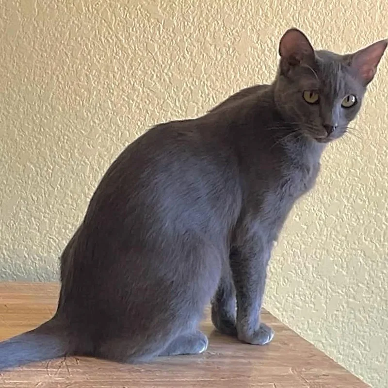 A young small-sized female Gray / Blue / Silver Domestic Short Hair cat named Calla for adoption in Hemet, CA