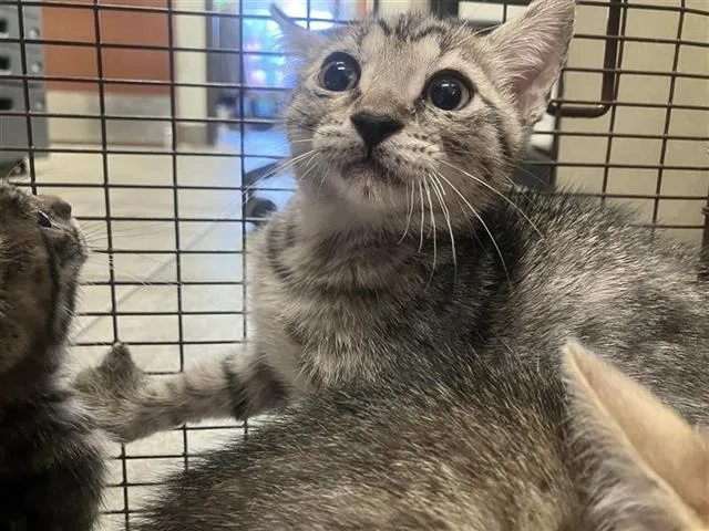 A baby small-sized female Domestic Short Hair cat named Blue for adoption in San Antonio, TX