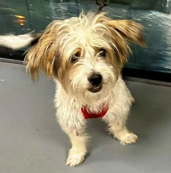 An adult small-sized male Terrier dog named Scotty for adoption in Dallas, GA