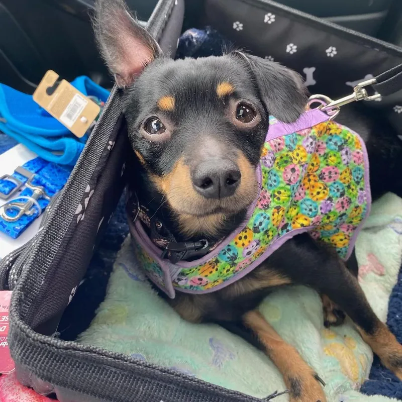 An adult small-sized male Dachshund dog named Tiger for adoption in Austell, GA