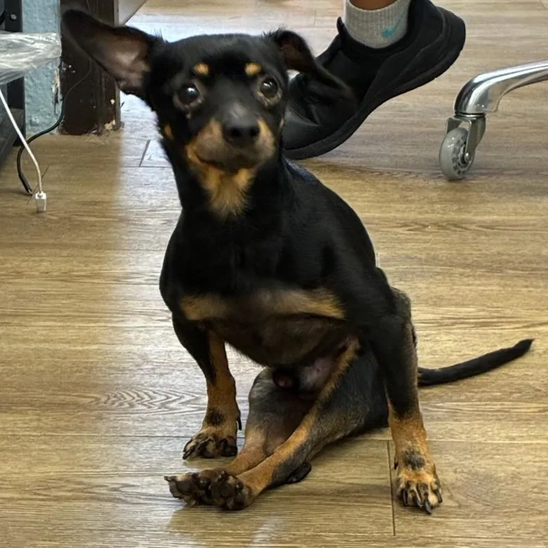 Tiger thumbnail 2